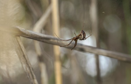 Linyphia triangularis